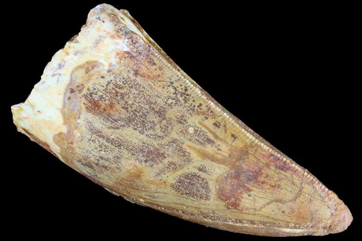 Serrated, Carcharodontosaurus Tooth - Thick Tooth #85851